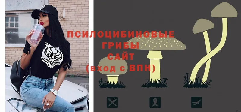 blacksprut как войти  как найти закладки  Алагир  Галлюциногенные грибы Psilocybe 